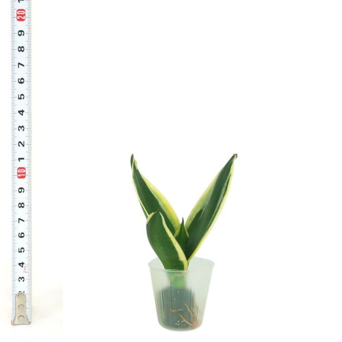 観葉植物 ハイドロカルチャー 苗 サンスベリア ハニーボニー プチサイズ １寸 Ghe 030 041 タノシミドリ Yahoo 店 通販 Yahoo ショッピング