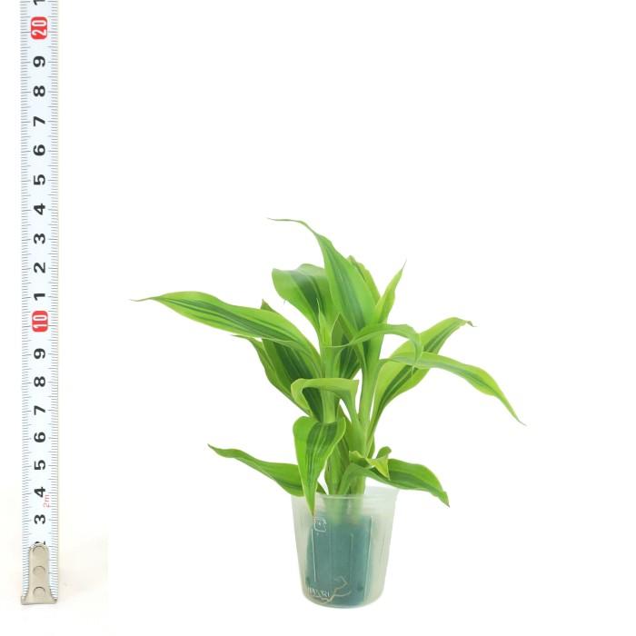 観葉植物 ハイドロカルチャー 苗 サンデリアナ ゴールド プチサイズ １寸 Ghe 030 051 タノシミドリ Yahoo 店 通販 Yahoo ショッピング