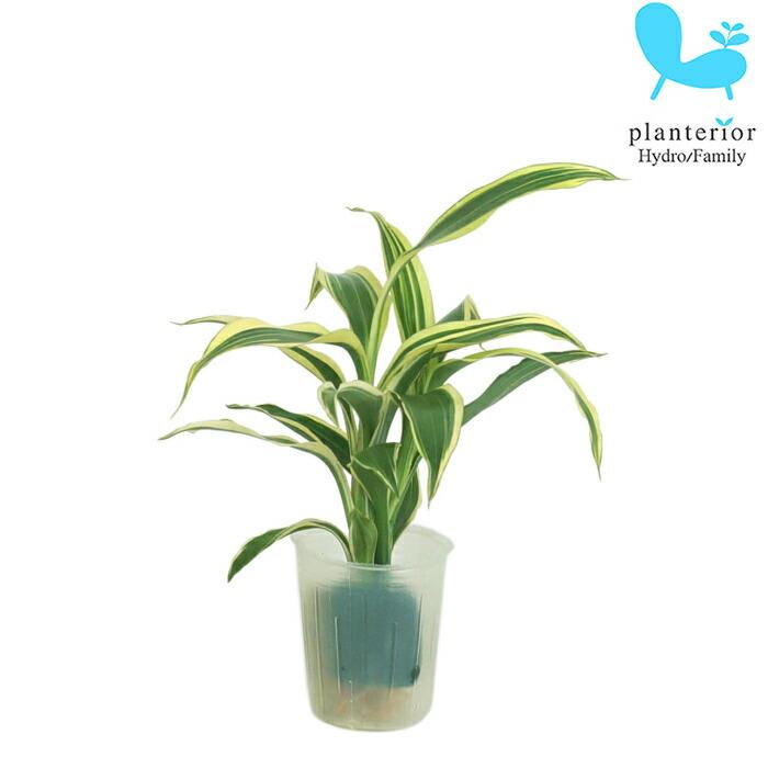 観葉植物 ハイドロカルチャー 苗 サンデリアナ ホワイト プチサイズ １寸 Ghe 030 053 タノシミドリ Yahoo 店 通販 Yahoo ショッピング