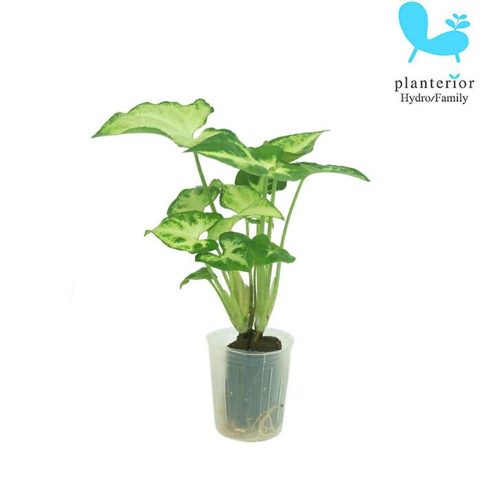 国内送料無料 観葉植物 ハイドロカルチャー 苗 シンゴニウム ピクシー プチサイズ １寸 Rmladv Com Br