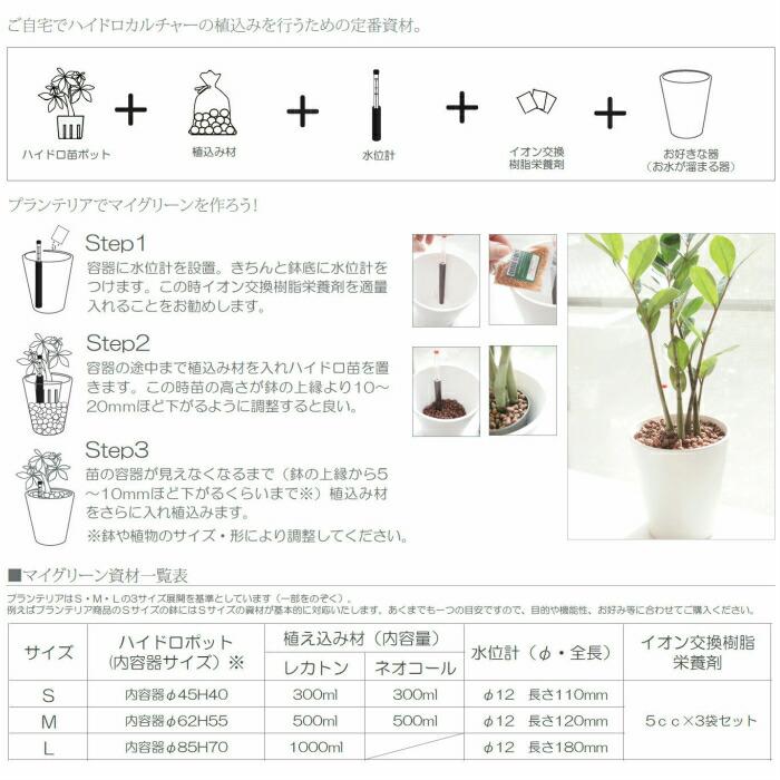 観葉植物 ハイドロカルチャー 苗 パキラ プチサイズ 1寸｜tanoshimidori｜04