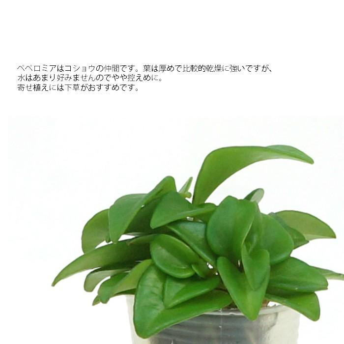 観葉植物 ハイドロカルチャー 苗 ペペロミア デンドロフィラ プチサイズ １寸 Ghe 030 133 タノシミドリ Yahoo 店 通販 Yahoo ショッピング