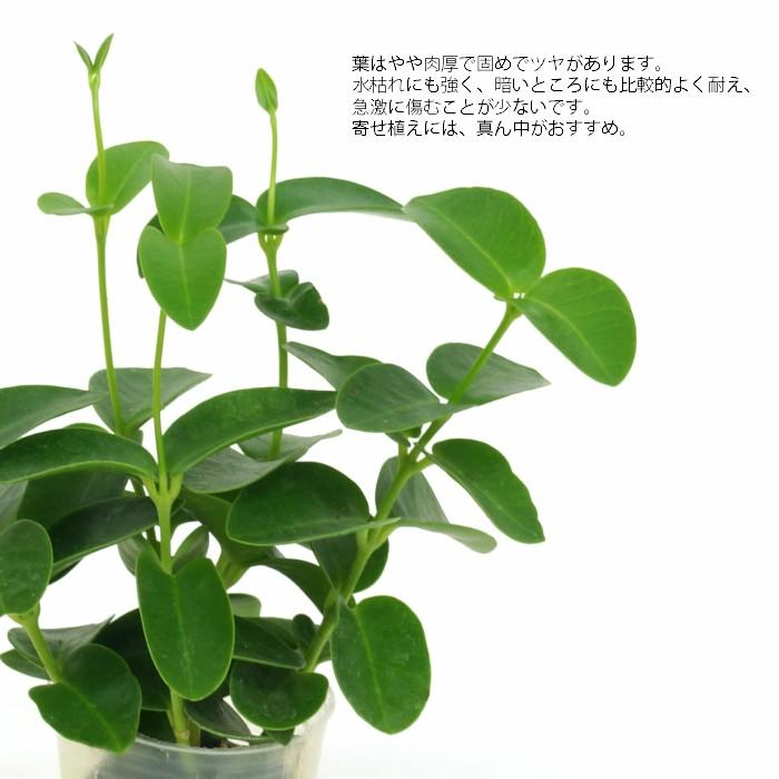 観葉植物 ハイドロカルチャー 苗 ホヤ クミギアーナ プチサイズ １寸 Ghe 030 142 タノシミドリ Yahoo 店 通販 Yahoo ショッピング