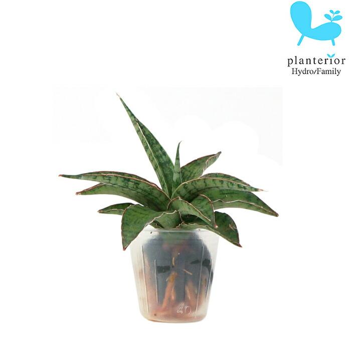 激安価格の 観葉植物 ハイドロカルチャー 苗 サンスベリア シルバーニンファ プチサイズ １寸
