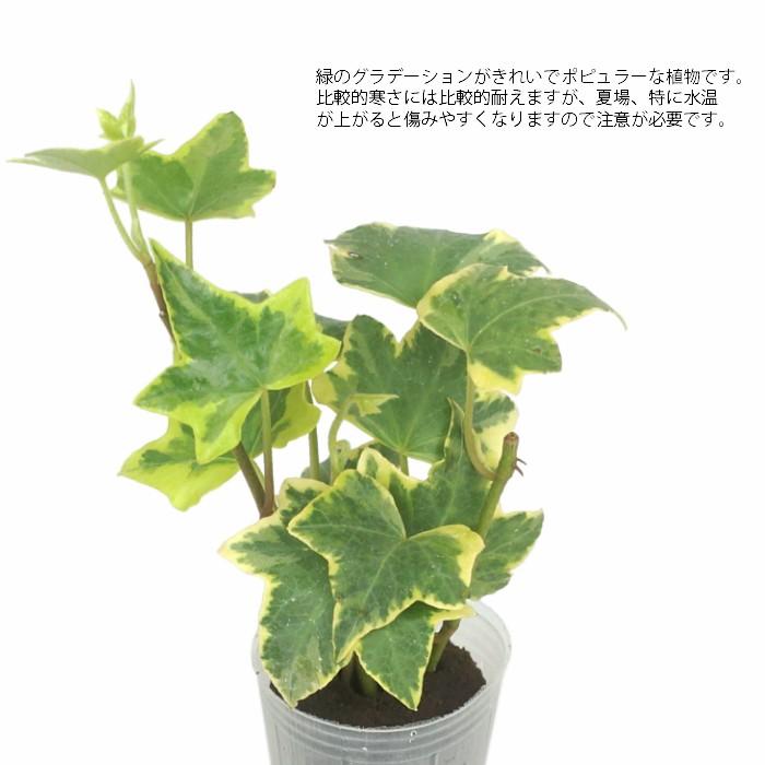 観葉植物 ハイドロカルチャー 苗 ヘデラ ゴールデンチャイルド アイビー プチサイズ １寸 Ghe 030 197 タノシミドリ Yahoo 店 通販 Yahoo ショッピング