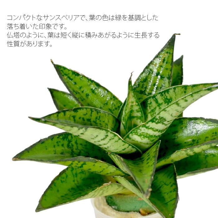 観葉植物 ハイドロカルチャー 苗 サンスベリア パゴダ プチサイズ 1寸