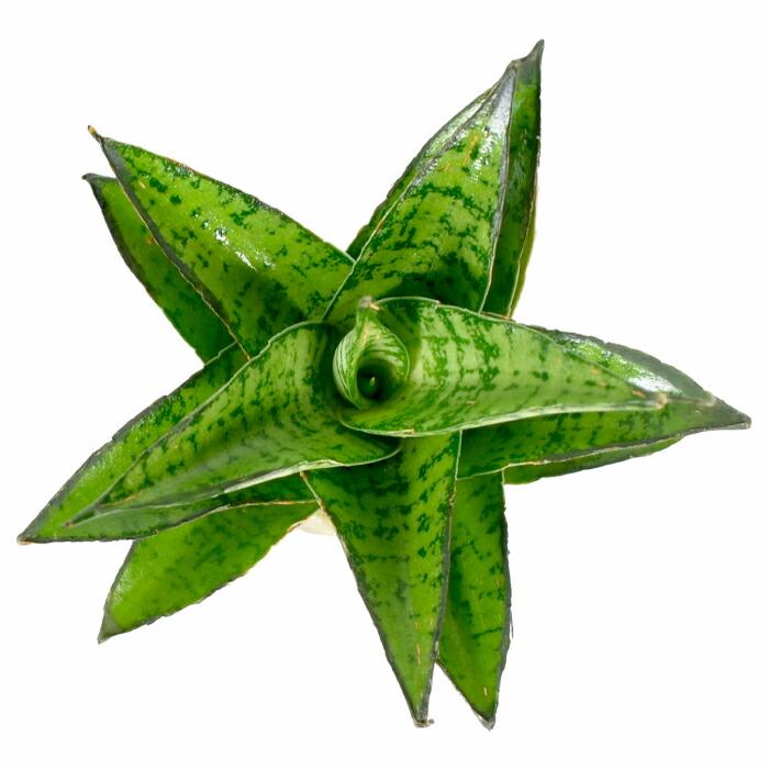 観葉植物 ハイドロカルチャー 苗 サンスベリア パゴダ プチサイズ １寸