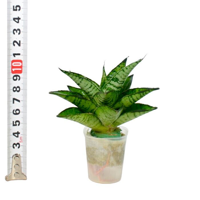 観葉植物 ハイドロカルチャー 苗 サンスベリア パゴダ プチサイズ １寸