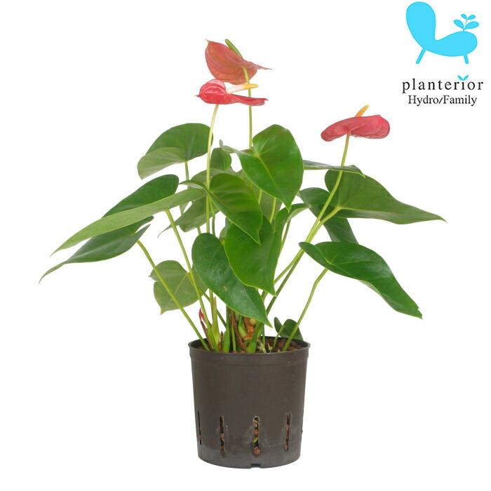 78 Off 観葉植物 ハイドロカルチャー 苗 アンスリウム 13パイ Wantannas Go Id