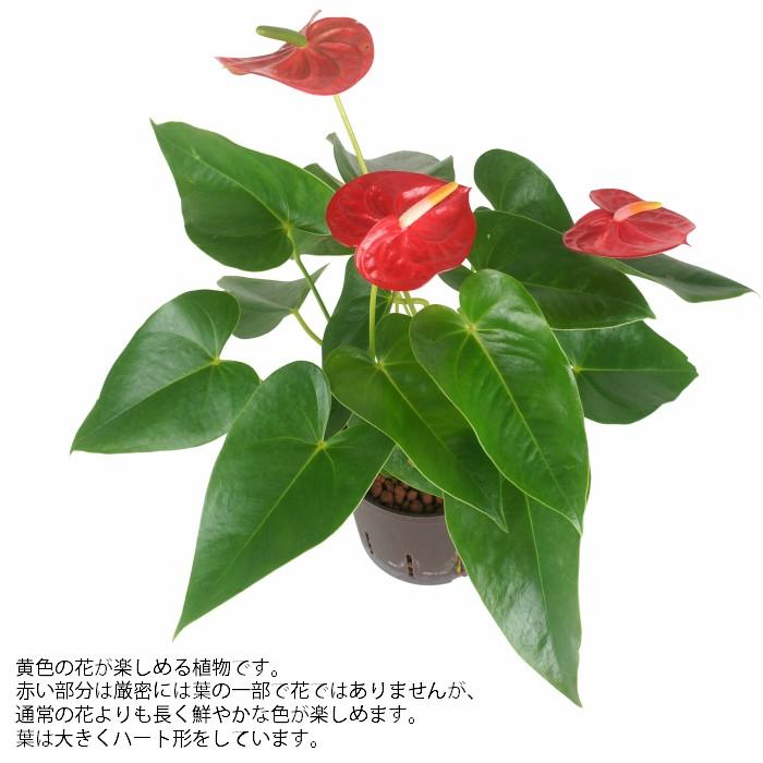 78 Off 観葉植物 ハイドロカルチャー 苗 アンスリウム 13パイ Wantannas Go Id