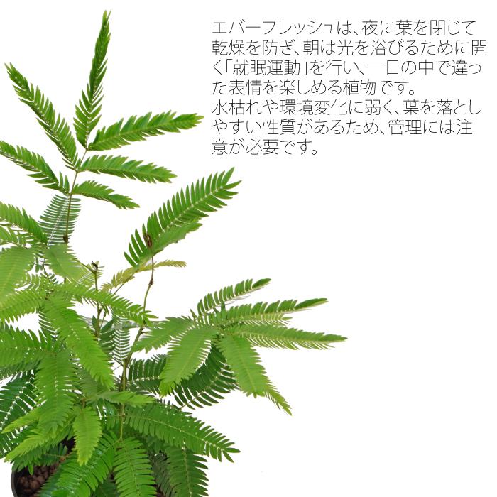 観葉植物 ハイドロカルチャー 苗 エバーフレッシュ 13パイ 水耕栽培