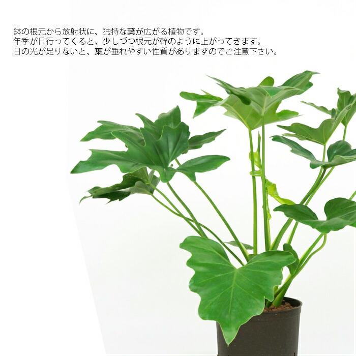 【観葉植物】フィロデンドロン・セローム 大きな葉 全長約110cm ぬき苗 フィロデンドロン セローム 観葉植物 6号/1個売り フィロデン