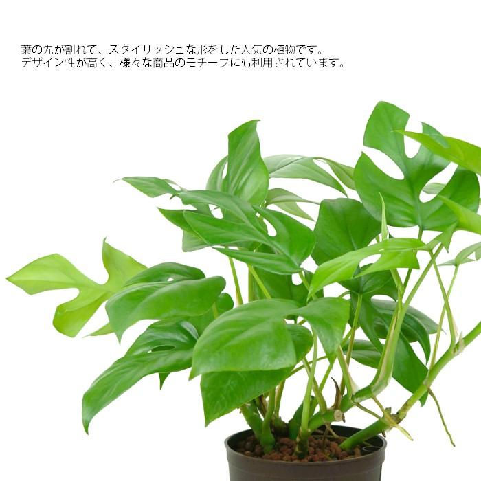 観葉植物 ハイドロカルチャー 苗 ヒメモンステラ 13パイ Ghe 130 157 タノシミドリ Yahoo 店 通販 Yahoo ショッピング