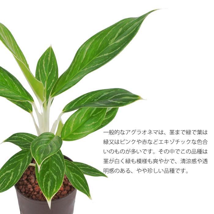 観葉植物 ハイドロカルチャー 苗 アグラオネマ スノーホワイト 13パイ Ghe 130 235 タノシミドリ Yahoo 店 通販 Yahoo ショッピング