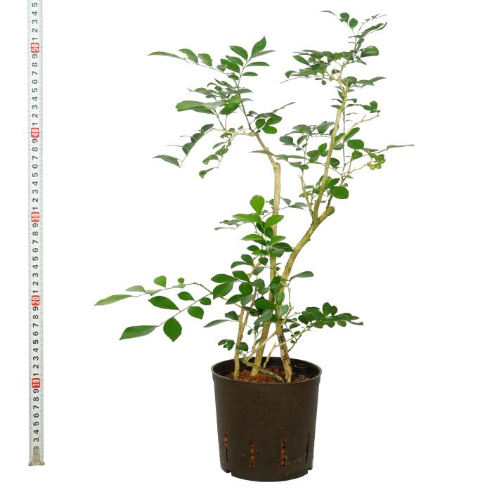 観葉植物 ハイドロカルチャー 13パイ ゲッキツ シルクジャスミン 苗 高い素材 苗