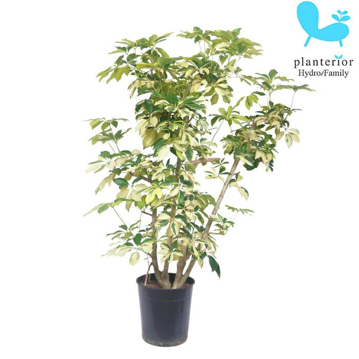 観葉植物 ハイドロカルチャー 苗 シェフレラ ホンコン 黄斑 22パイ Archangelbrow Com