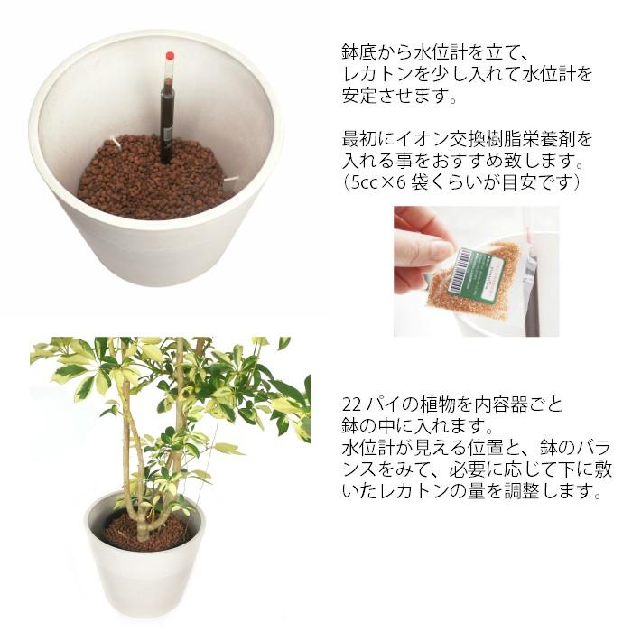 観葉植物 ハイドロカルチャー 苗 タベビア 22パイ Ghe 2 070 タノシミドリ Yahoo 店 通販 Yahoo ショッピング