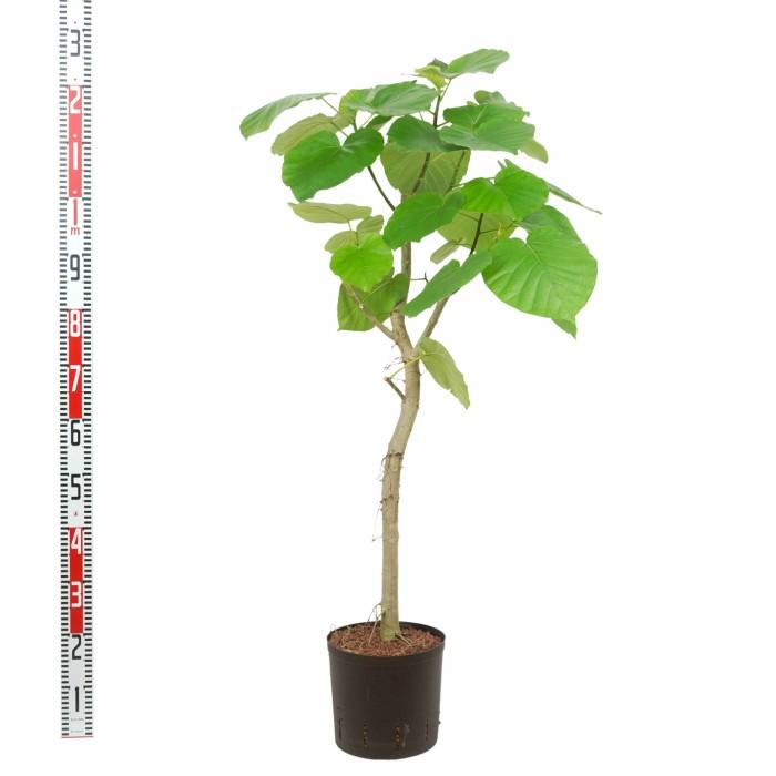 観葉植物 ハイドロカルチャー 苗 フィカス ウンベラータ 22パイ Ghe 2 104 タノシミドリ Yahoo 店 通販 Yahoo ショッピング