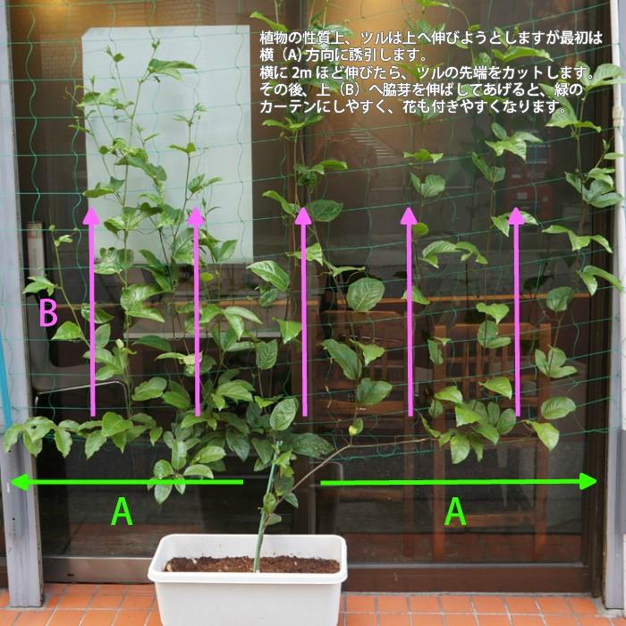 緑のカーテン きれいなお花 甘い果実 3拍子揃った パッションフルーツ クダモノトケイソウ 赤玉種 さし木苗 3 5寸 ロングポット Gpm Pf400 タノシミドリ Yahoo 店 通販 Yahoo ショッピング