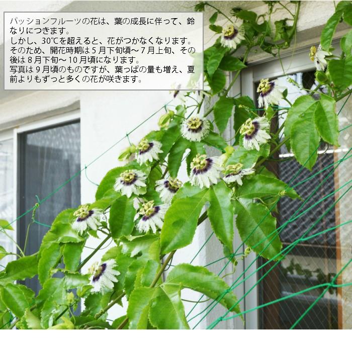 レビューで送料無料 実付き パッションフルーツ クダモノトケイソウ No 3 植物 観葉植物 Tebingtinggiperangicovid19 Tebingtinggikota Go Id