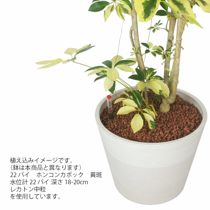 Sale Off 器 ストーンウッドポットl 観葉植物 ハイドロカルチャー 向き