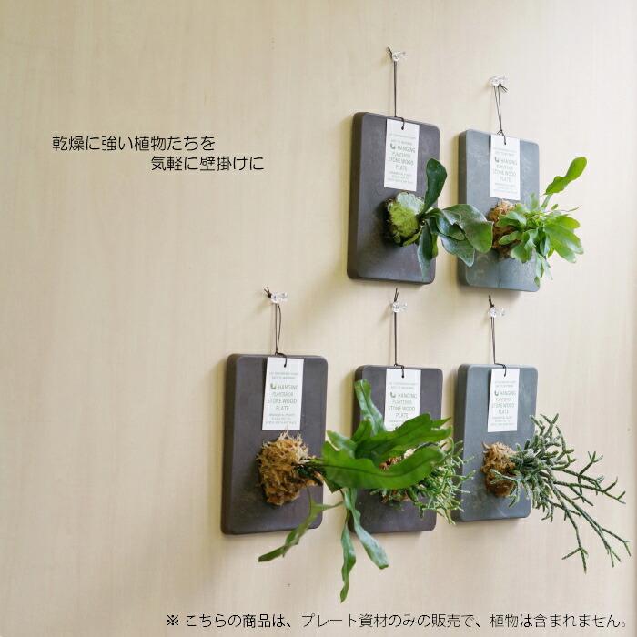 資材】 壁掛け 植物 ストーンウッドプレート : タノシミドリ Yahoo!店