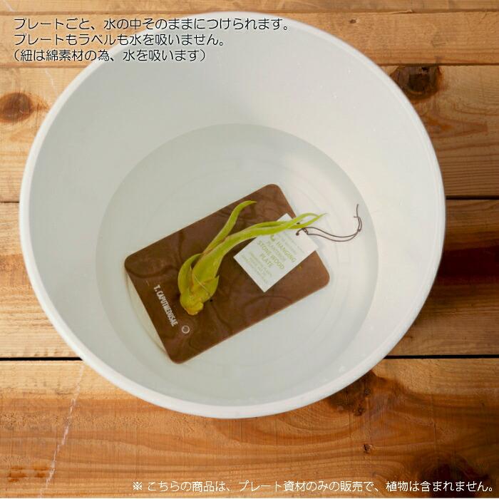 資材】 壁掛け 植物 ストーンウッドプレート : タノシミドリ Yahoo!店