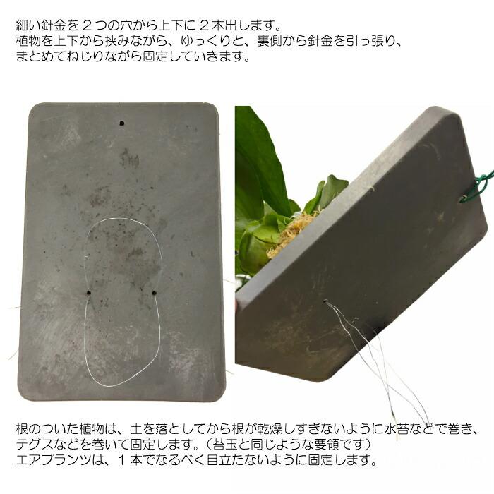 資材】 壁掛け 植物 ストーンウッドプレート : タノシミドリ Yahoo!店