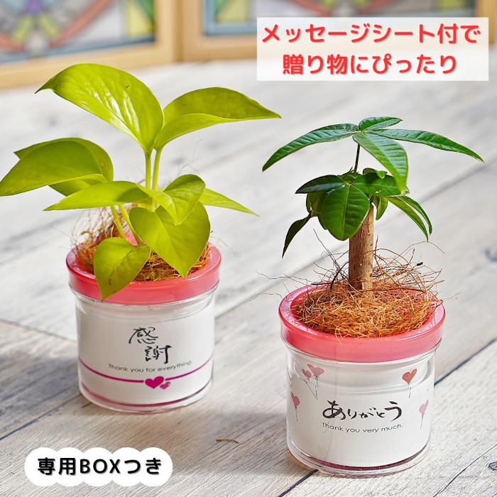 観葉植物 【パキラ ポトス シェフレラ ほか、植物が選べる】モデラート