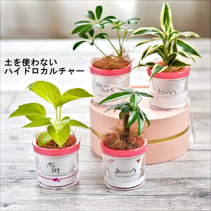 観葉植物 【パキラ ポトス シェフレラ ほか、植物が選べる】モデラートS 専用BOXつき ミニ観葉 ハイドロカルチャー 水耕栽培 ココファイバー｜tanoshimidori｜02