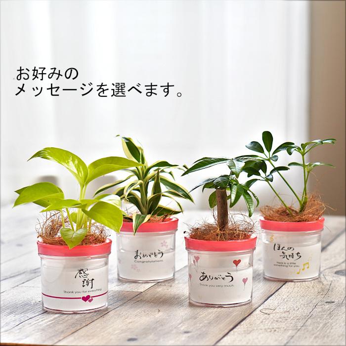 観葉植物 【パキラ ポトス シェフレラ ほか、植物が選べる】モデラート