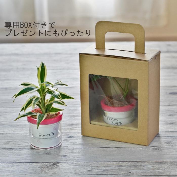 観葉植物 【パキラ ポトス シェフレラ ほか、植物が選べる】モデラート