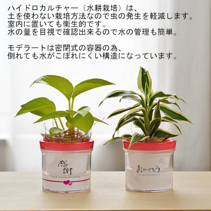 観葉植物 【パキラ ポトス シェフレラ ほか、植物が選べる】モデラート