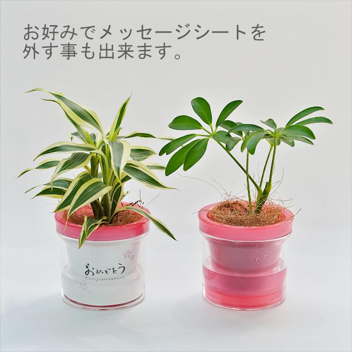 観葉植物 【パキラ ポトス シェフレラ ほか、植物が選べる】モデラート