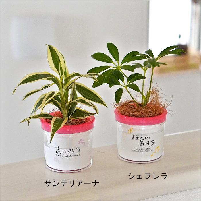 観葉植物 【パキラ ポトス シェフレラ ほか、植物が選べる】モデラート