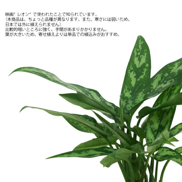 観葉植物 ハイドロカルチャー 苗 アグラオネマ マリア Lサイズ 9パイ 3寸｜tanoshimidori｜02