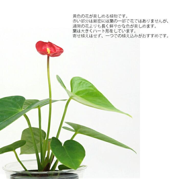 観葉植物 ハイドロカルチャー 苗 アンスリウム Lサイズ 9パイ 3寸