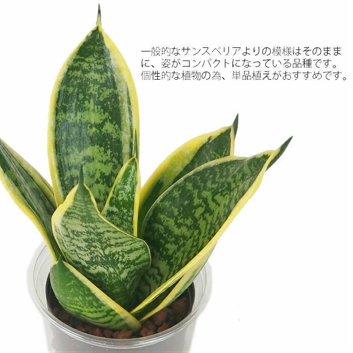 サンスベリア　ビーエイト　大型グリーン　ハイドロカルチャー　70cm 観葉植物 ハイドロカルチャー 苗 サンスベリア グリーングランデ L