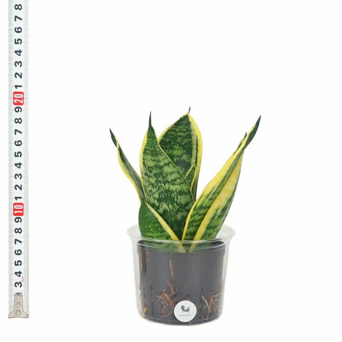 観葉植物 ハイドロカルチャー 苗 サンスベリア グリーングランデ L
