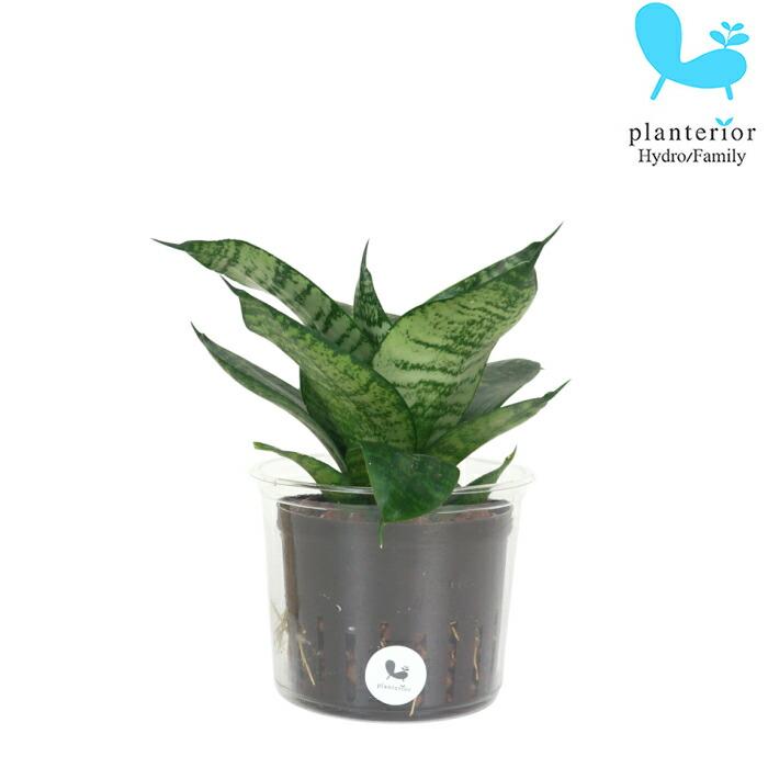 観葉植物 ハイドロカルチャー サンスベリア ゼラニカ Lサイズ 9パイ 3寸 Pghe L09 044 タノシミドリ Yahoo 店 通販 Yahoo ショッピング