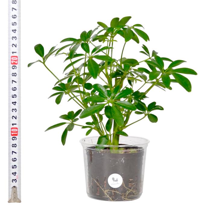 観葉植物 ハイドロカルチャー 苗 シェフレラ コンパクタ Lサイズ 9パイ