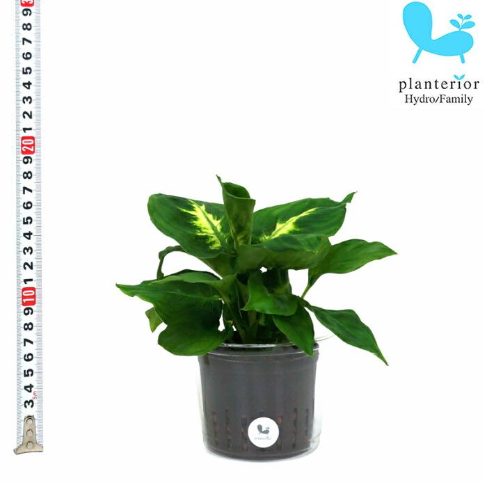 観葉植物 ハイドロカルチャー 苗 ディフェンバキア カミーラ Lサイズ 9パイ 3寸 Pghe L09 073 タノシミドリ Yahoo 店 通販 Yahoo ショッピング