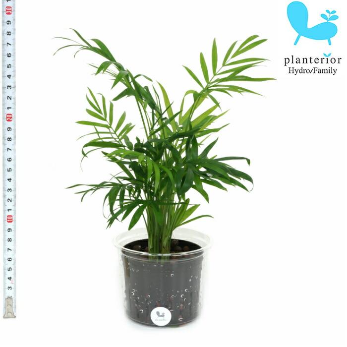 観葉植物 ハイドロカルチャー 苗 テーブルヤシ Lサイズ 9パイ 3寸 Pghe L09 074 タノシミドリ Yahoo 店 通販 Yahoo ショッピング