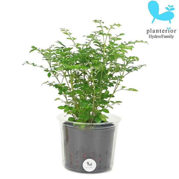 観葉植物 ハイドロカルチャー 苗 トネリコ Lサイズ 9パイ 3寸 Pghe L09 078 タノシミドリ Yahoo 店 通販 Yahoo ショッピング