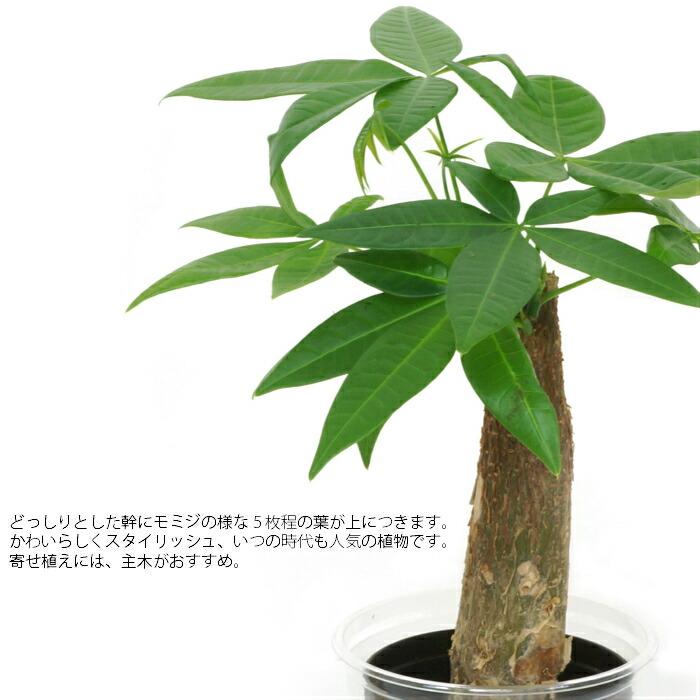 その他観葉植物 Nao Amazon｜[ miipas/丸木型コースター付 ] ポトス 観葉植物 本物