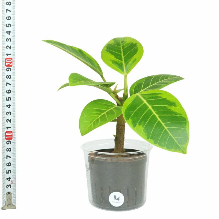 観葉植物 ハイドロカルチャー 苗 フィカス アルテシマ Lサイズ 9パイ 3寸