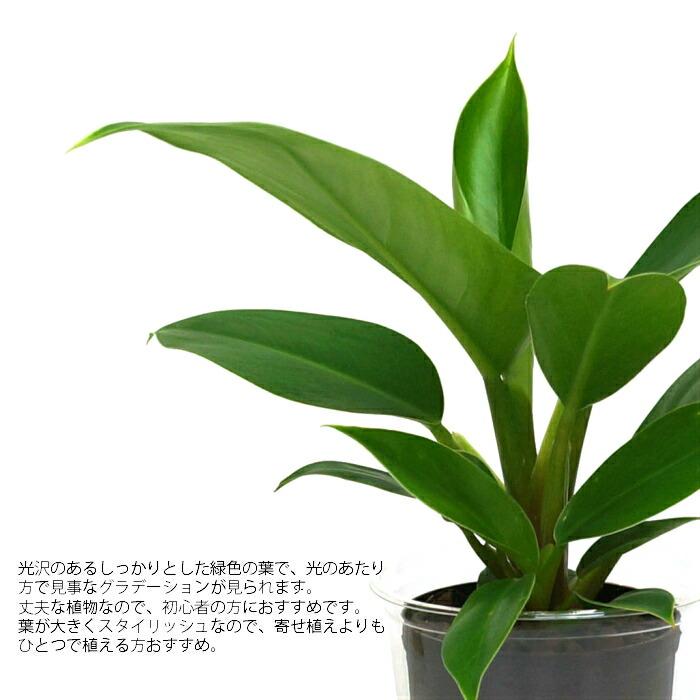 観葉植物 ハイドロカルチャー 苗 フィロデンドロン インペリアル 