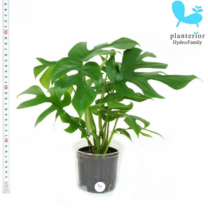 観葉植物 ハイドロカルチャー 苗 ヒメモンステラ Lサイズ 9パイ 3寸 Pghe L09 157 タノシミドリ Yahoo 店 通販 Yahoo ショッピング