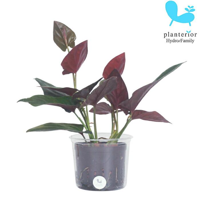観葉植物 ハイドロカルチャー 苗 シンゴニウム ピンクチョコレート Lサイズ 9パイ 3寸 Pghe L09 1 タノシミドリ Yahoo 店 通販 Yahoo ショッピング