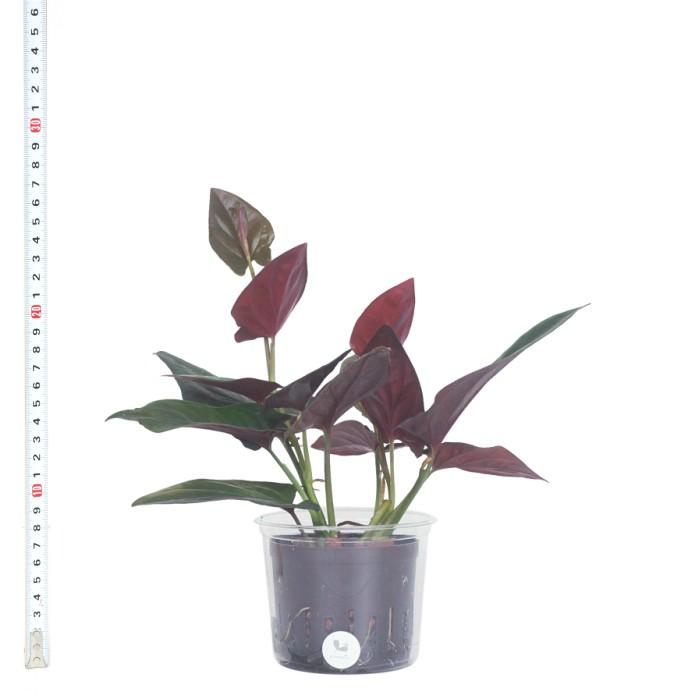 観葉植物 ハイドロカルチャー 苗 シンゴニウム ピンクチョコレート Lサイズ 9パイ 3寸 Pghe L09 1 タノシミドリ Yahoo 店 通販 Yahoo ショッピング